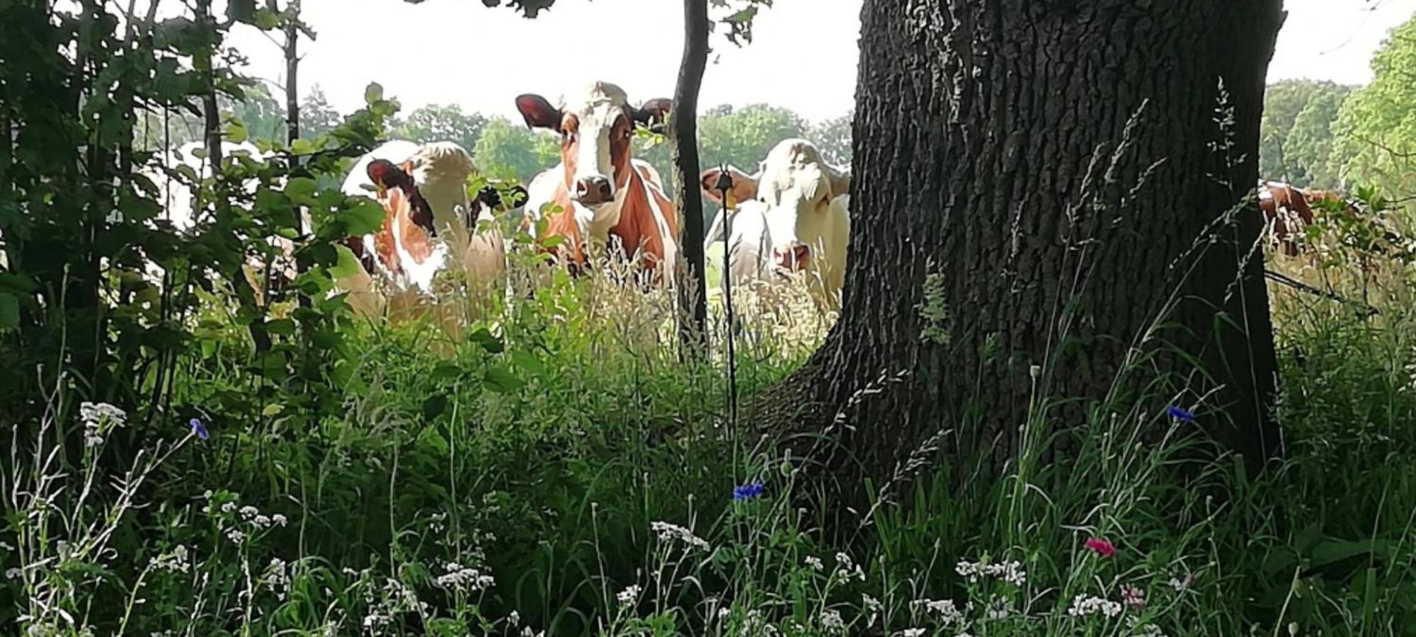 B&B Erve Moeskert Geesteren  Bagian luar foto